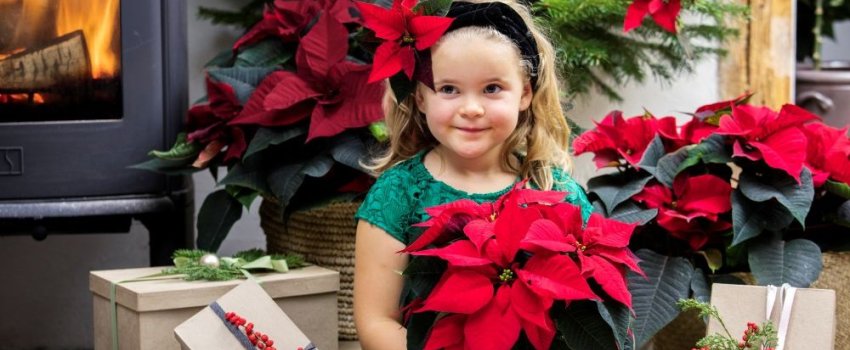 Julestjerne 10 BPExx