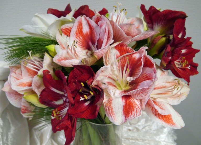 Amaryllis 2 PBEx.jpg