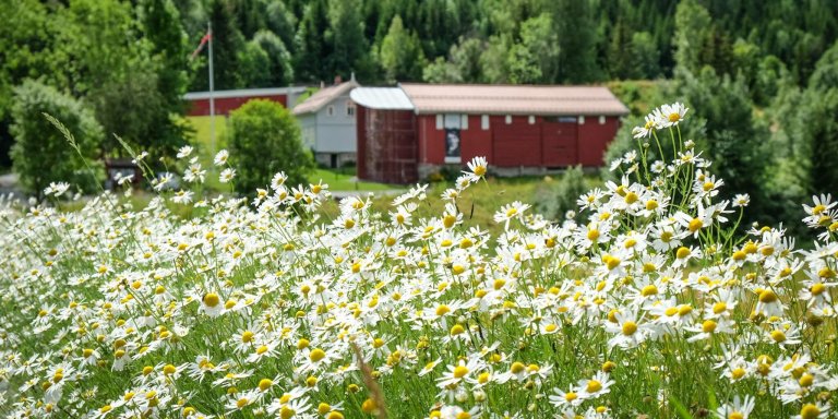 portasen_sommerlig-panorama.jpg