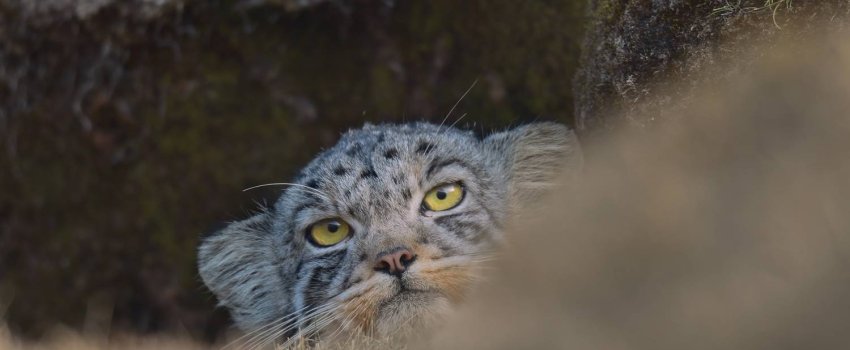 Snøleoparden Snøleoparden