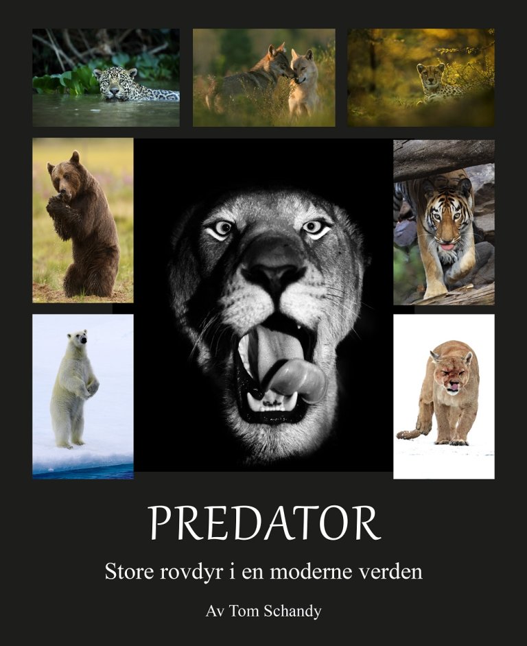 Tom Schandy Predator forsidex.jpg